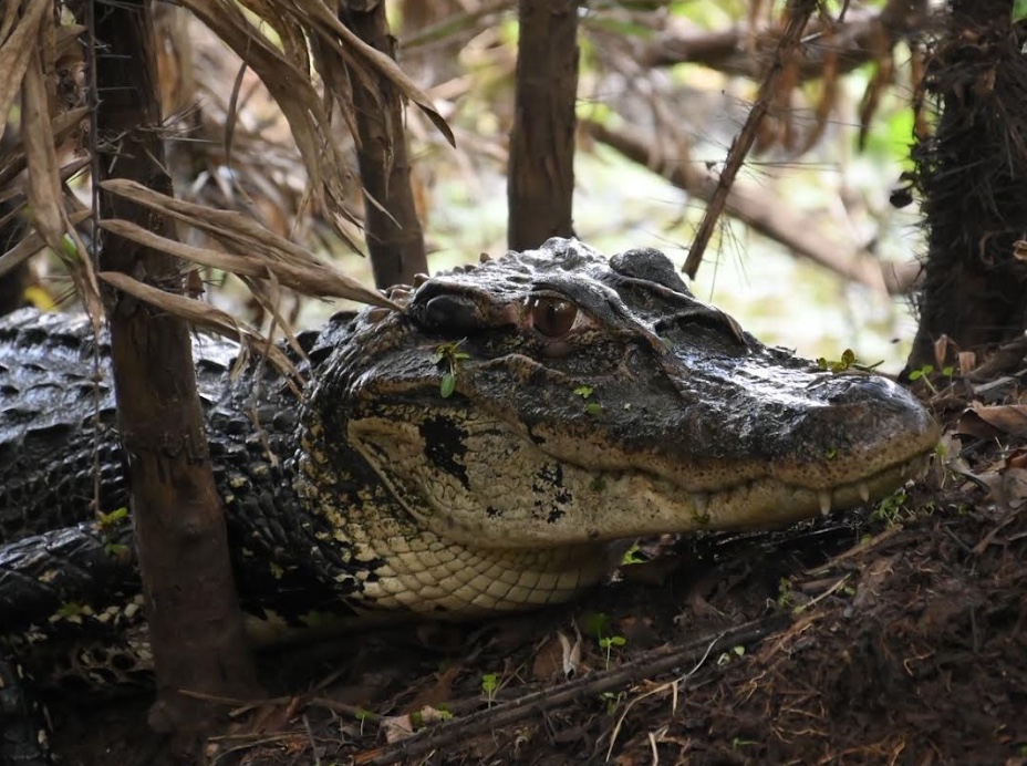 Entreposto flutuante de jacarés de Mamirauá recebe licença de funcionamento