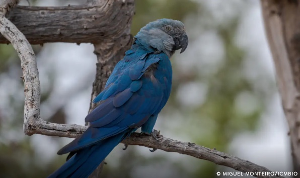 Ararinhas-Azuis repatriadas testam positivo para vírus fatal no Brasil