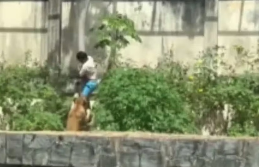 Jovem morto por leoa entrou na jaula para "ver de perto", diz Polícia Civil