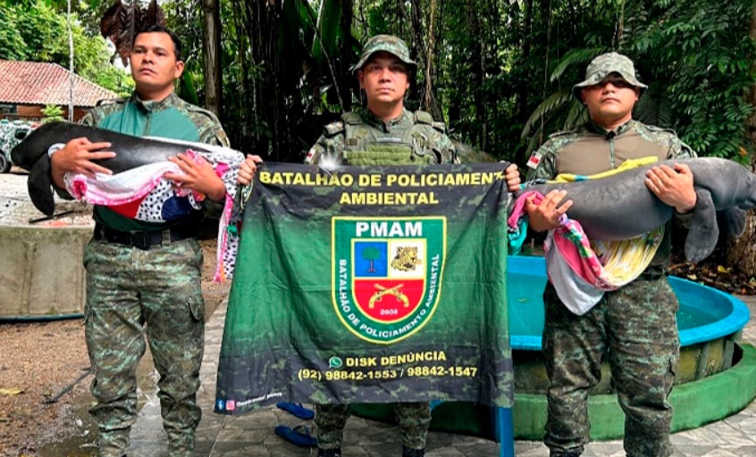 Filhotes de peixe-boi são encontrados amarrados e feridos em Codajás