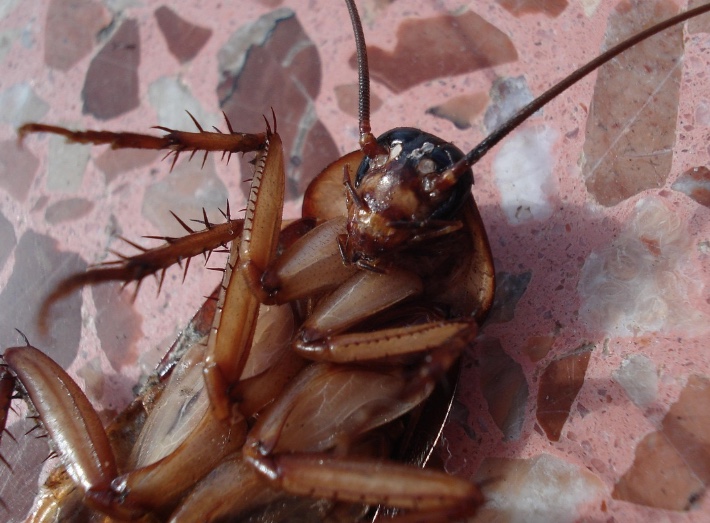 Do louro ao vinagre: saiba como afastar baratas de seus eletrodomésticos