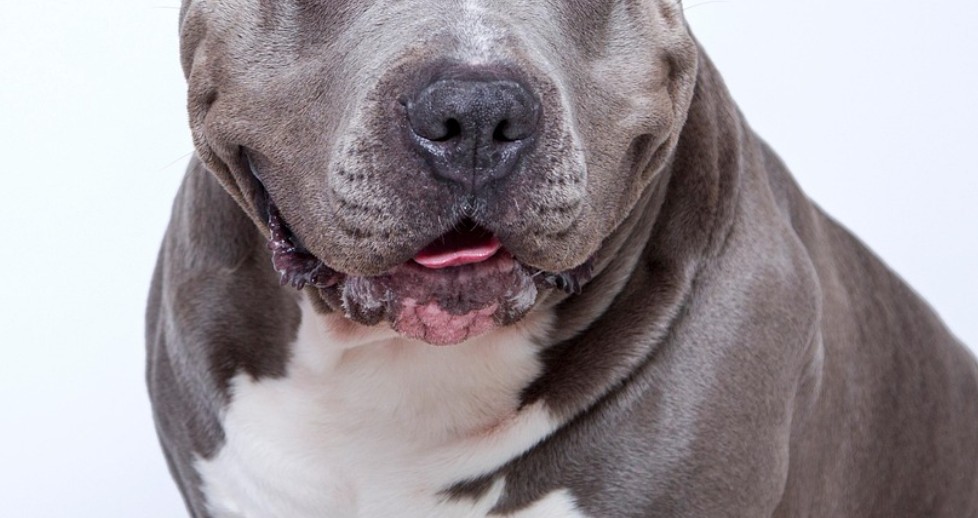 Mulher morre após sofrer ataque do próprio pitbull em Campinas