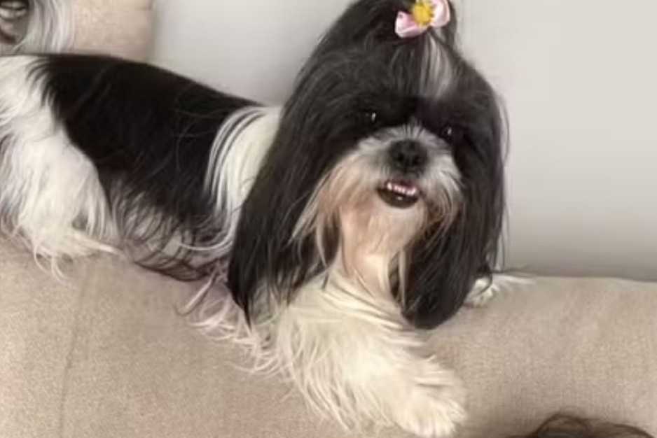 Shih tzu morre após ser esquecida em carro de pet shop em São Paulo