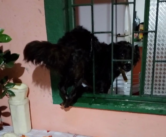 Cadela tenta fugir de chuva e fica presa em grade no Monte das Oliveiras
