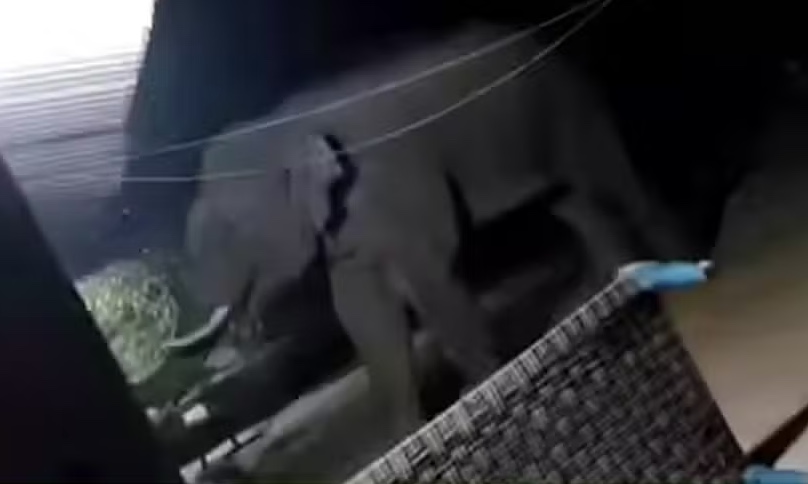 Elefante descontrolado mata 19 pessoas e foge de cerco com 300 guardas