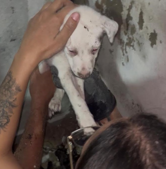 Bombeiros resgatam filhote preso entre paredes no Coroado