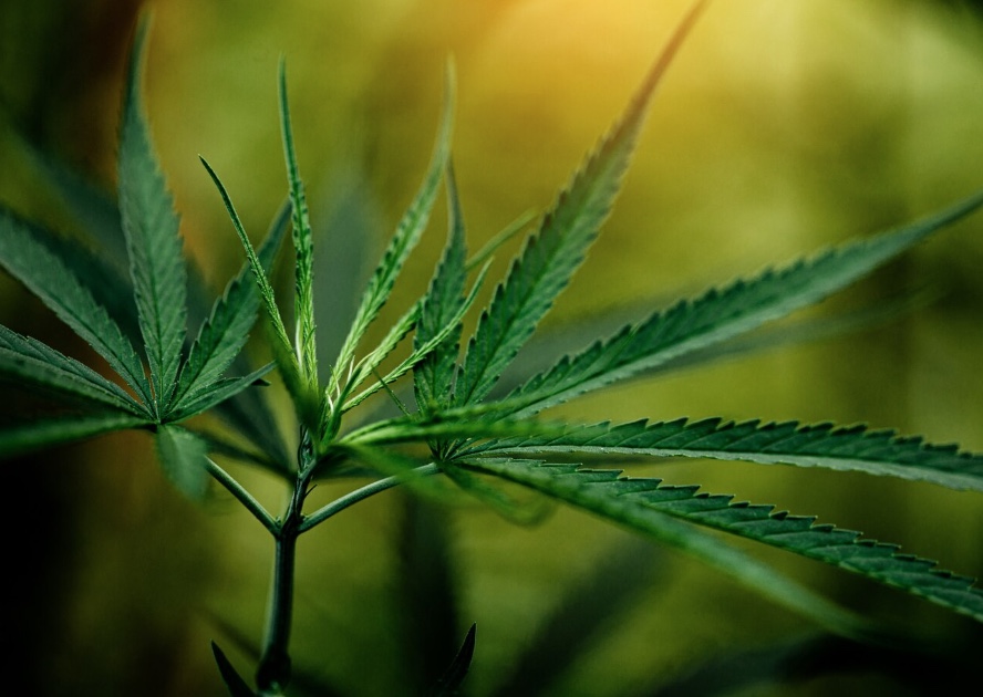 Anvisa libera novas regras e amplia acesso à cannabis medicinal no Brasil