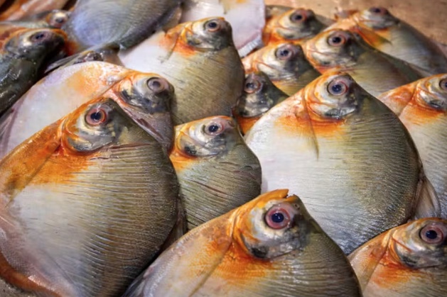 Consumo de pacu está associado casos da Doença de Haff no Amazonas