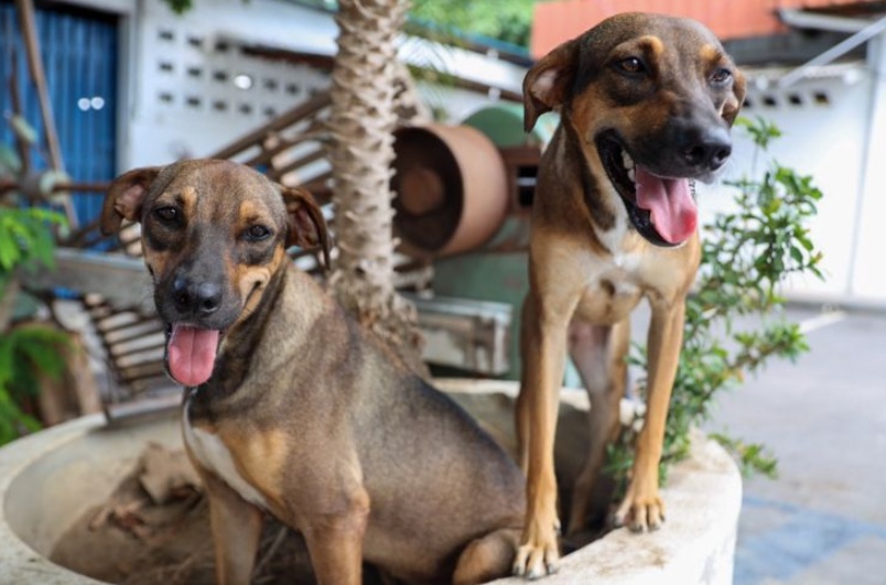 Veja lista dos primeiros mil beneficiários do 'Ração do Meu Pet' em Manaus