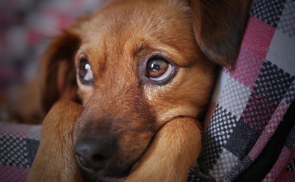 Chuvas acima da média em Manaus aumentam riscos de doenças em pets