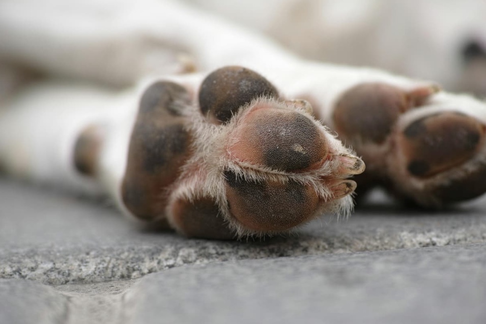 MP do Amazonas condena homem por matar cachorro em Nhamundá 