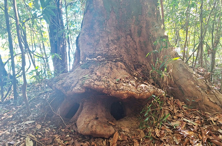Árvore com "rosto" viraliza no Amazonas e é apelidada de "Senhor da Mata"