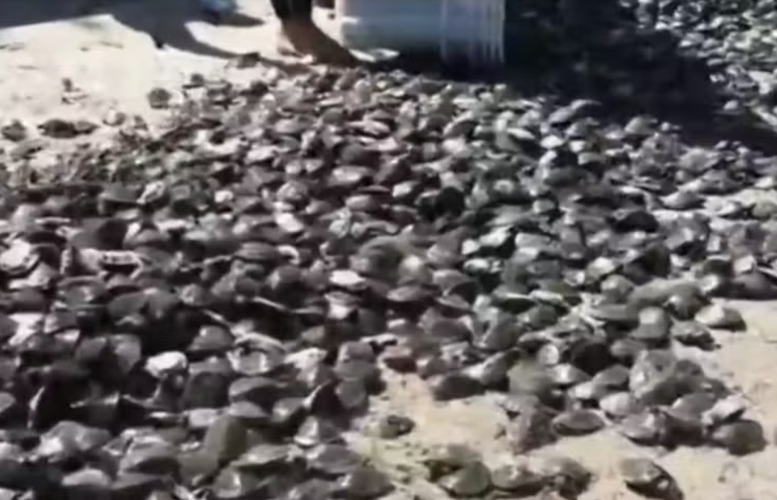 Mais de 9 mil quelônios retornam à natureza no Rio Uatumã