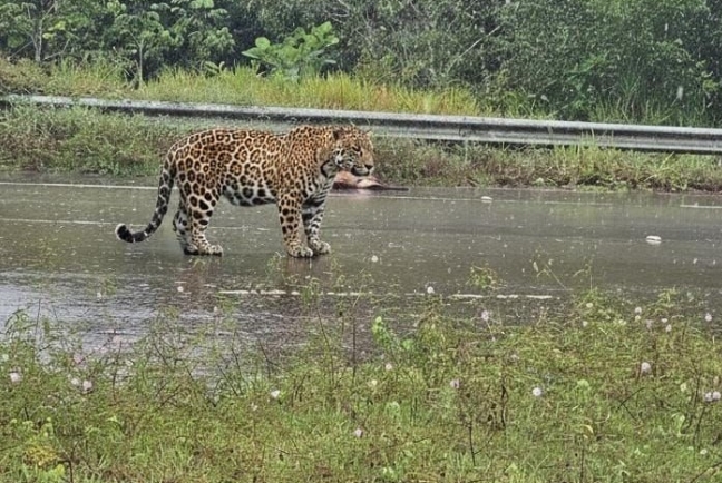 Onça ataca motociclista e cães em estrada do Iranduba e assusta moradores