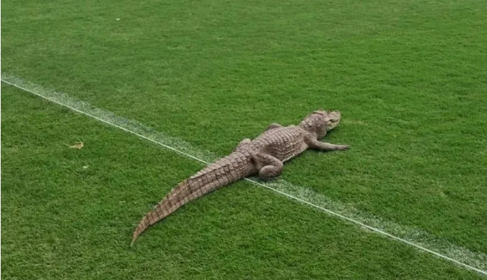 Jacaré invade campo de CT do Vasco, e torcedores reagem