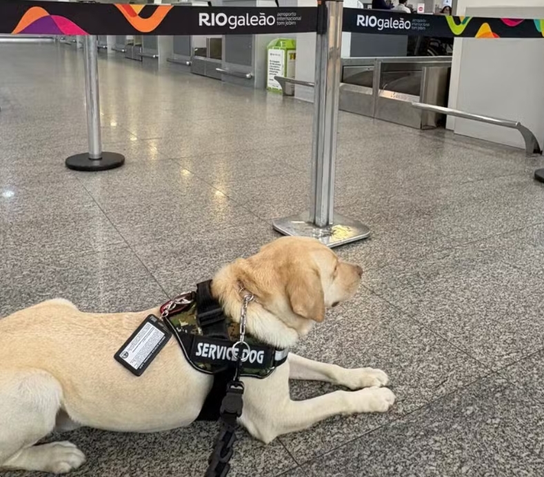 Voo para Lisboa é cancelado após TAP recusar embarcar cão de serviço; veja