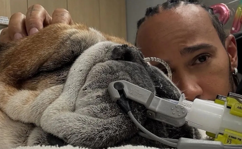Cão de Hamilton é internado e piloto desabafa: 'Não sabemos se vai acordar'