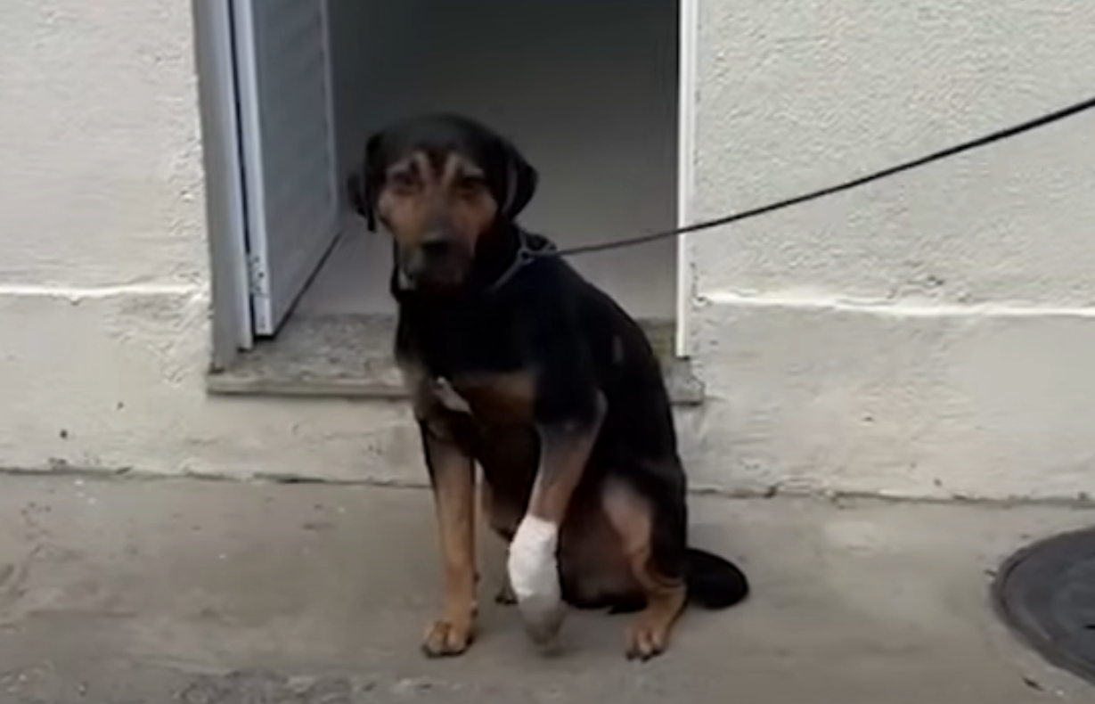 Cachorro é baleado no Rio após ser "jurado de morte" por traficantes