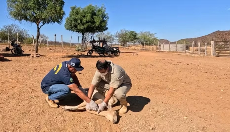 Mortes de 612 animais são investigadas após uso da vacina Excell 10