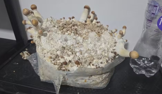 Polícia do DF prende organização criminosa que vendia 'cogumelos mágicos'