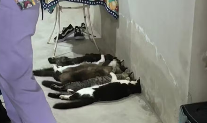 Trio é preso suspeito de venda clandestina de sangue de gato em São Paulo