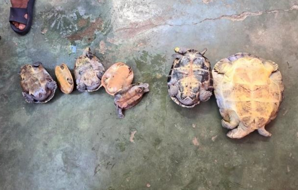 Após denúncia, PM apreende 7 quelônios em casa no João Paulo