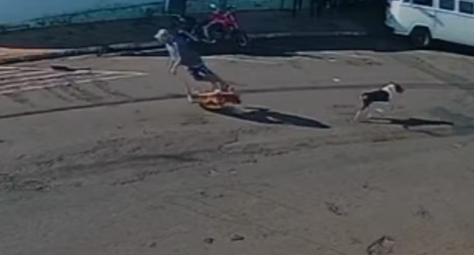 Idoso morre após ser derrubado por cachorro que corria solto em SP