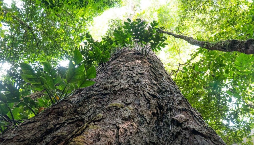 Suíça anuncia doação de R$ 33 milhões para Fundo Amazônia