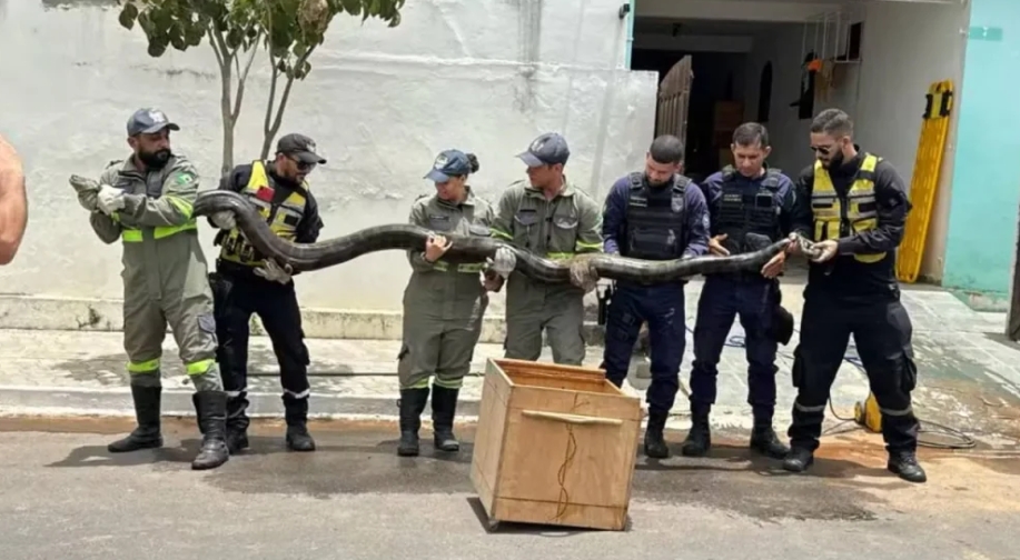 Sucuri de quase 5 metros é capturada em rede de esgoto na Bahia