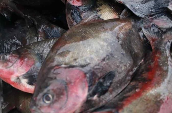 Feirão da Semana Santa começa nesta quarta com pescado a R$ 8,90 em Manaus