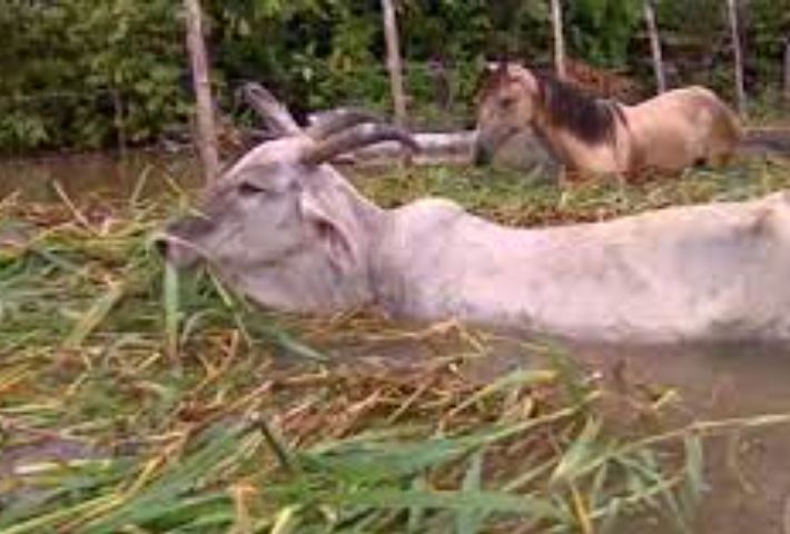 Gados morrem ao serem atacados por piranhas no rio Solimões no Amazonas