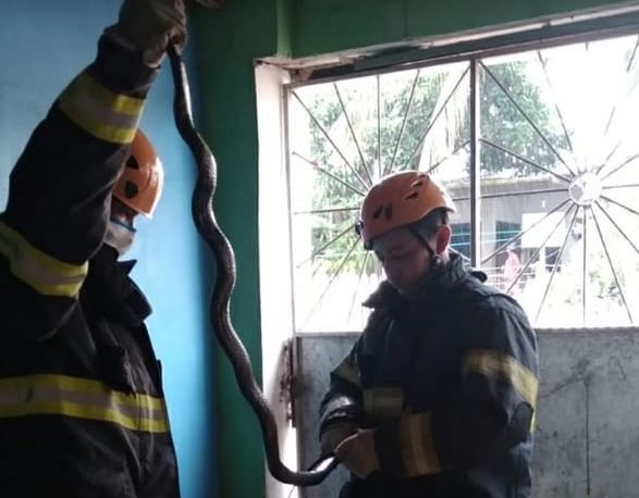 Bombeiros retiram cobra que fazia moradia em forro de casa no Amazonas