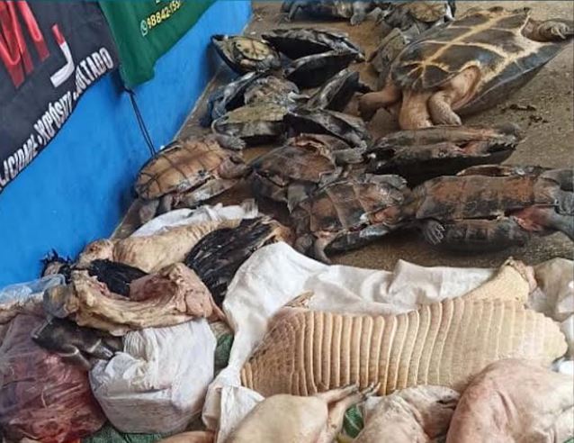 Carnes ilegais de animais silvestres são apreendidas no Amazonas