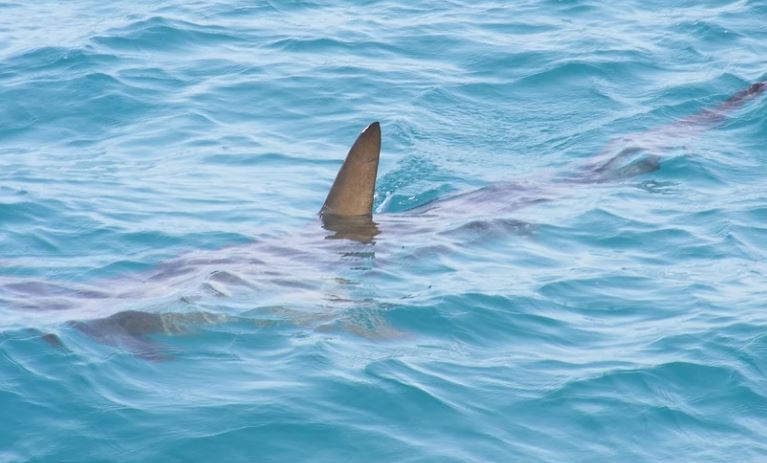 Mulher escapa de ser morta por tubarão dando socos no animal