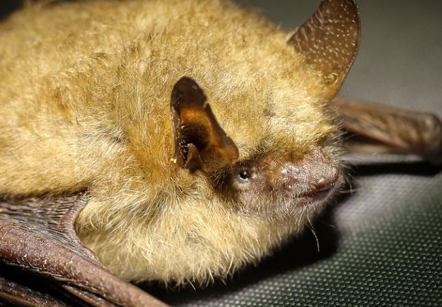 Laudo confirma raiva humana em menino morto após mordida de morcego