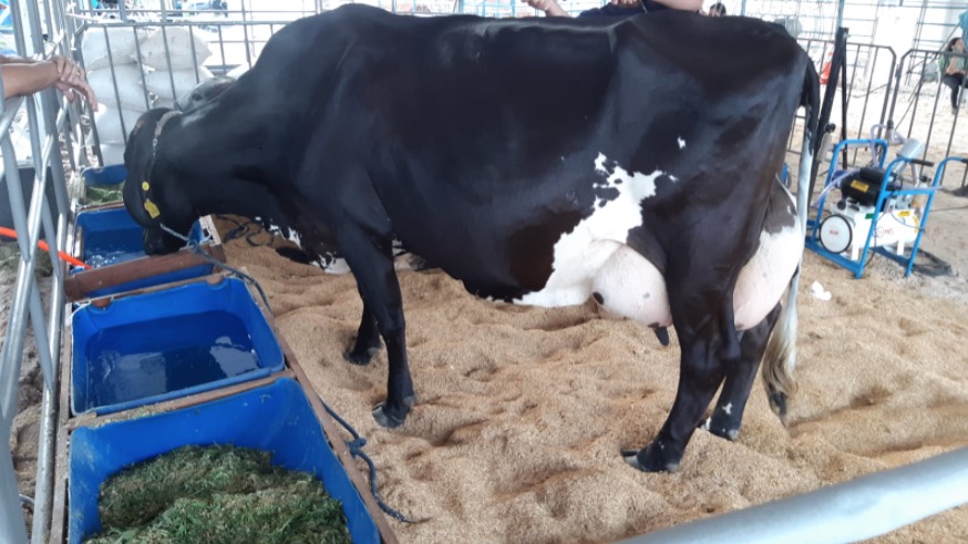 Vaca Odete bate recorde de produção leiteira no Amazonas