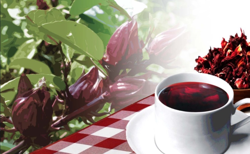 Chá de hibisco emagrece? Conheça benefícios