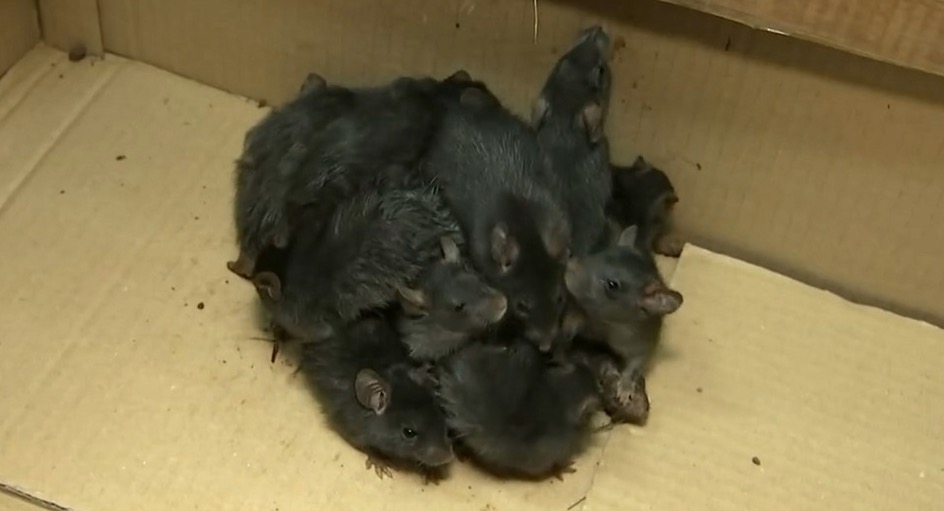 Fenômeno raro, 'rei dos ratos' é encontrado em fazenda; veja foto