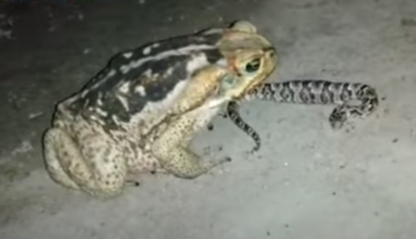 Sapo-cururu devora cobra jararaca e choca web; veja vídeo