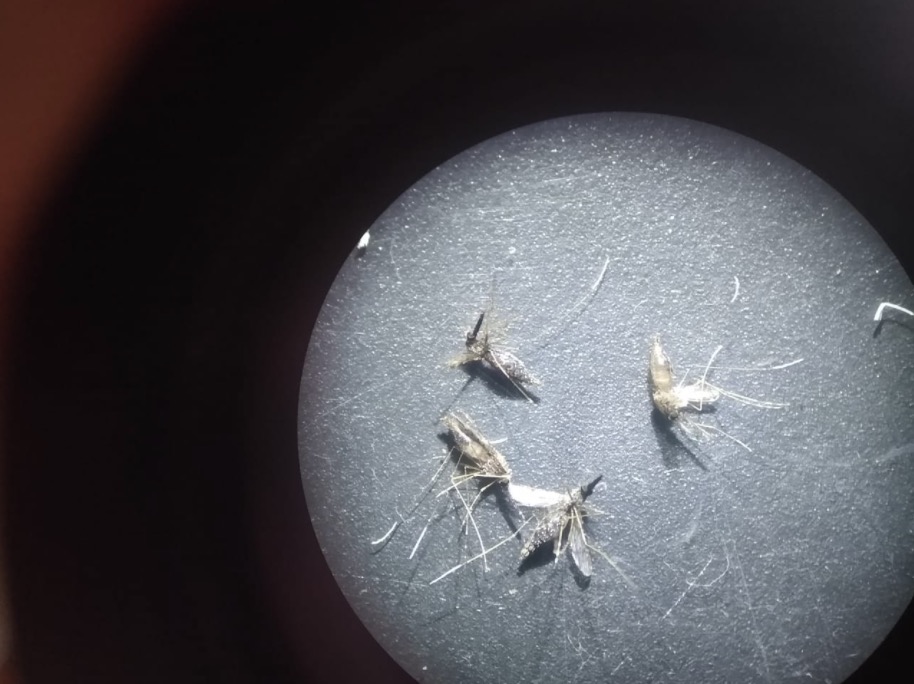 Pesquisa avalia controle e eliminação da malária no Amazonas