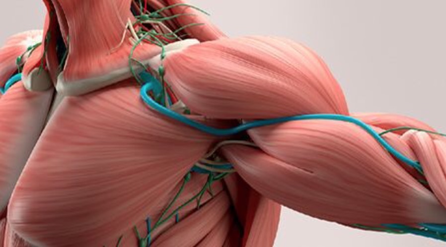 Saiba tudo sobre sequelas da Covid-19 que incluem lesão muscular e cansaço excessivo