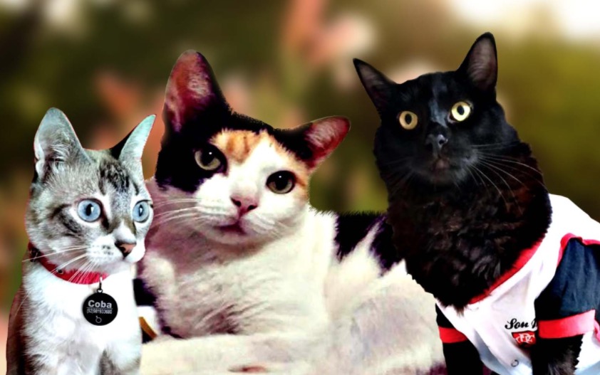 Dia mundial do gato: conheça 7 curiosidades sobre os felinos