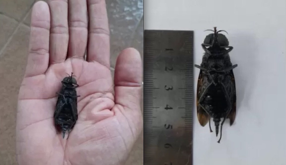 Com potencial de virar praga, 'Super mosca' é encontrada no Brasil