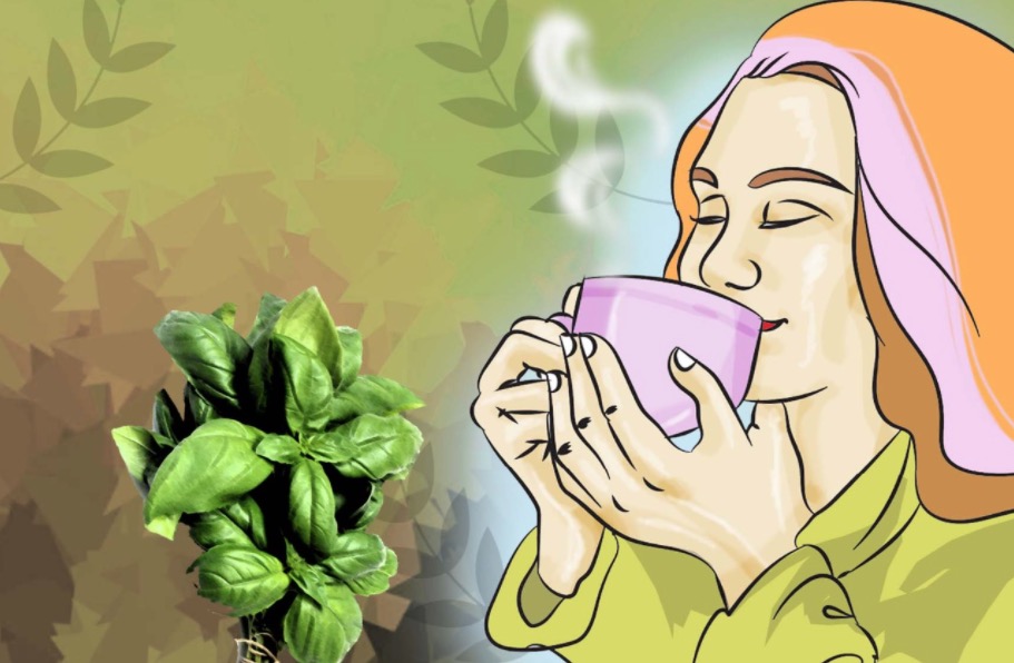 Alfavaca combate ansiedade e o envelhecimento precoce; saiba como usar