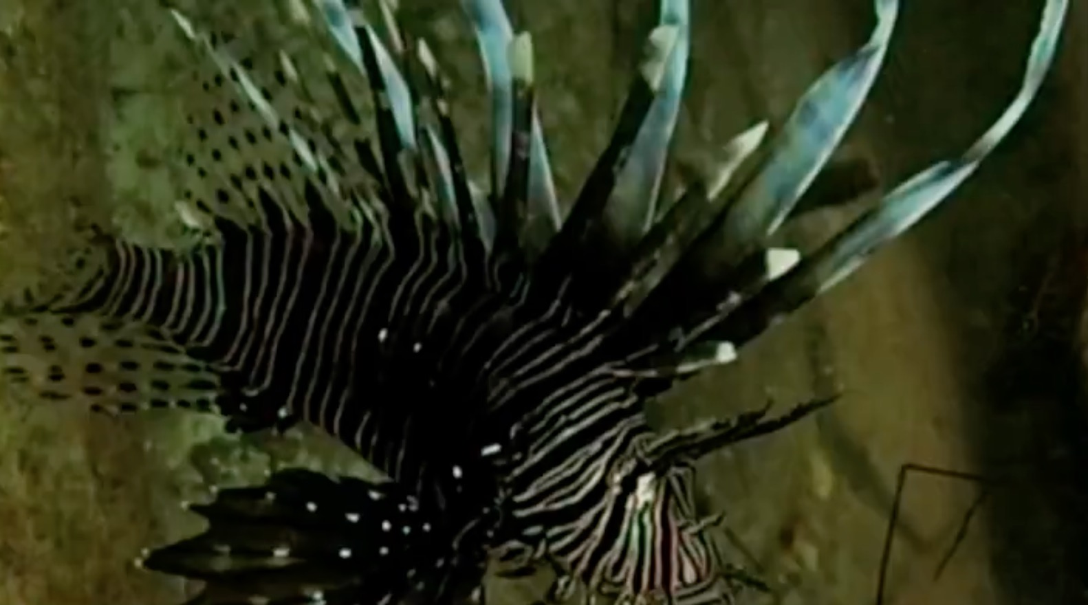 Peixe venenoso que ameaça outras espécies é encontrado em praia do Brasil