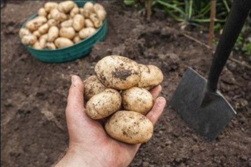 Merenda escolar deve ser adquirida de agricultura familiar, recomenda MPF 