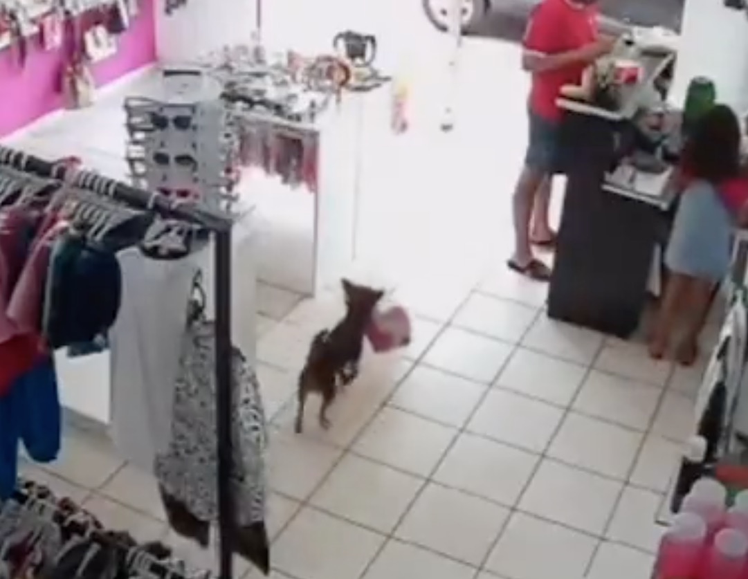 Cão 'furta' ursinhos de pelúcia e é flagrado por dona da loja; vídeo