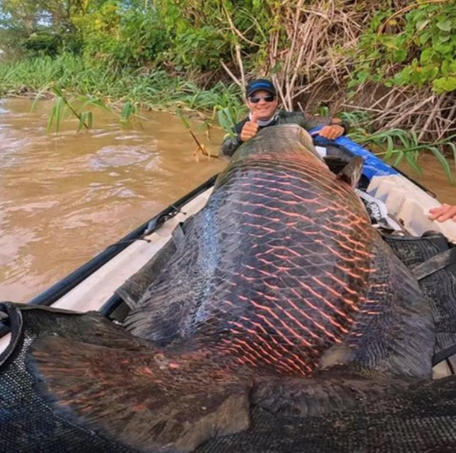 Pirarucu de 2 metros e mais de 100 kg é fisgado no rio Madeira