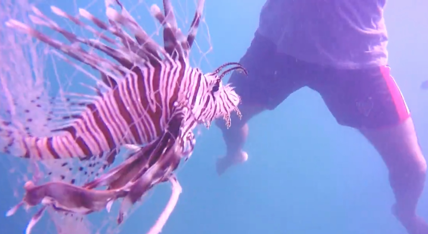 Peixe-leão ameaça pescadores no Brasil e faz nova vítima: 'Desmaiei de dor'