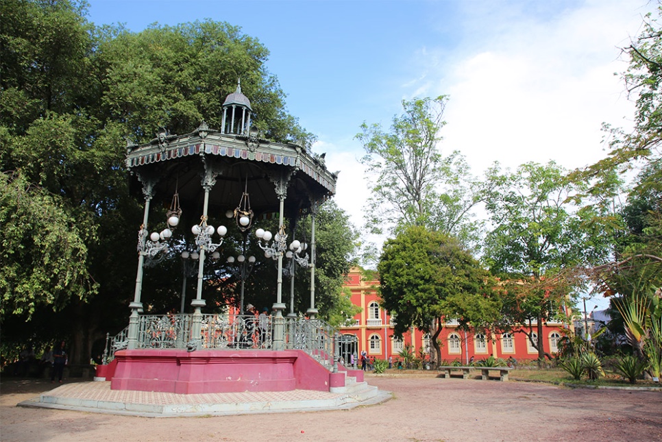 No Dia do Meio Ambiente, mudas amazônicas serão distribuídas em Manaus